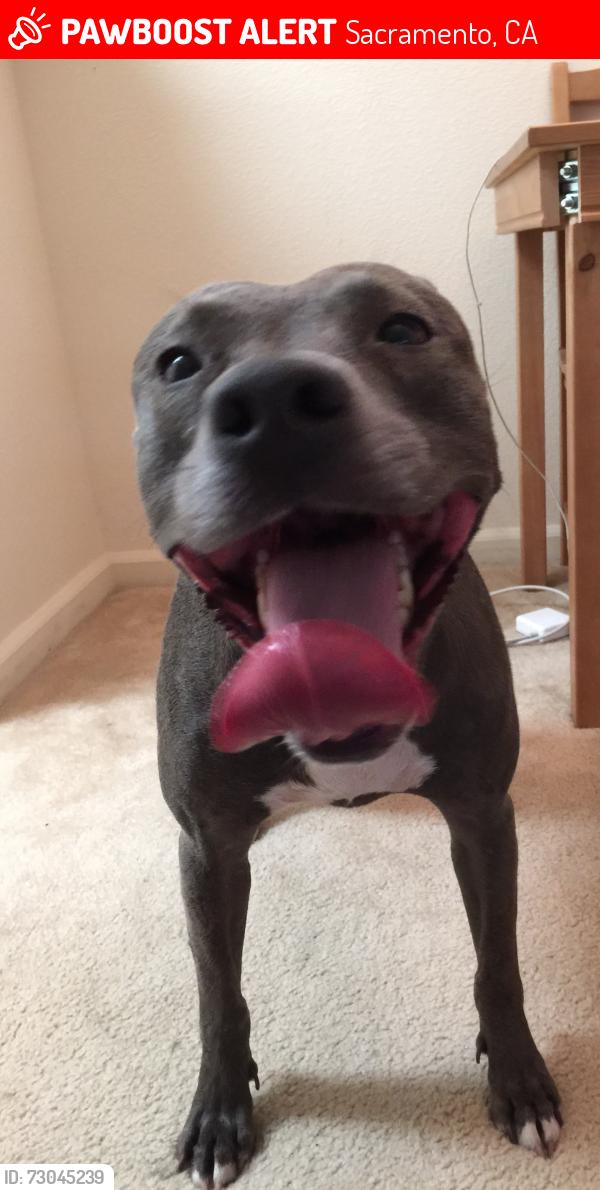 Lost Female Dog last seen Sagebrush and McCloud Dr, Sacramento, CA 95842