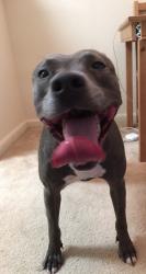 Lost Female Dog last seen Sagebrush and McCloud Dr, Sacramento, CA 95842
