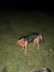 Reunited Female Dog last seen MY HOME-BLUR, 104 Family CT, Commerce, GA 30530, USA, Commerce, GA 30530