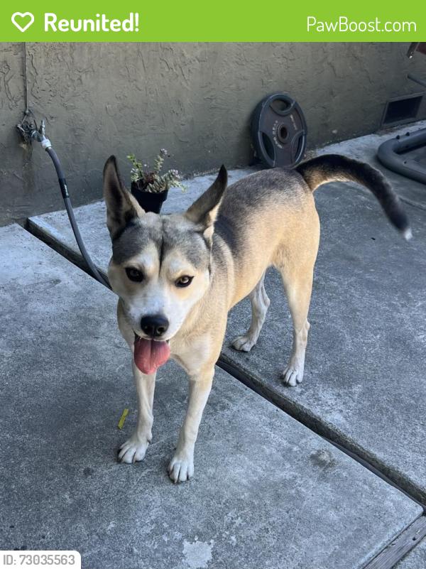 Reunited Male Dog last seen Alvin Ave/  Center Ridge Dr, San Jose, CA 95121