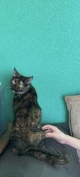 Lost Female Cat last seen Near utah street, Boulder City, NV 89005