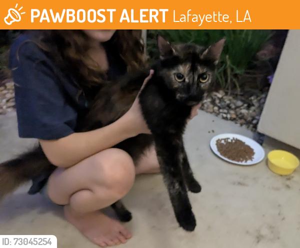 Found/Stray Female Cat last seen Miko's donuts, Lafayette, LA 70508