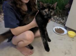 Found/Stray Female Cat last seen Miko's donuts, Lafayette, LA 70508