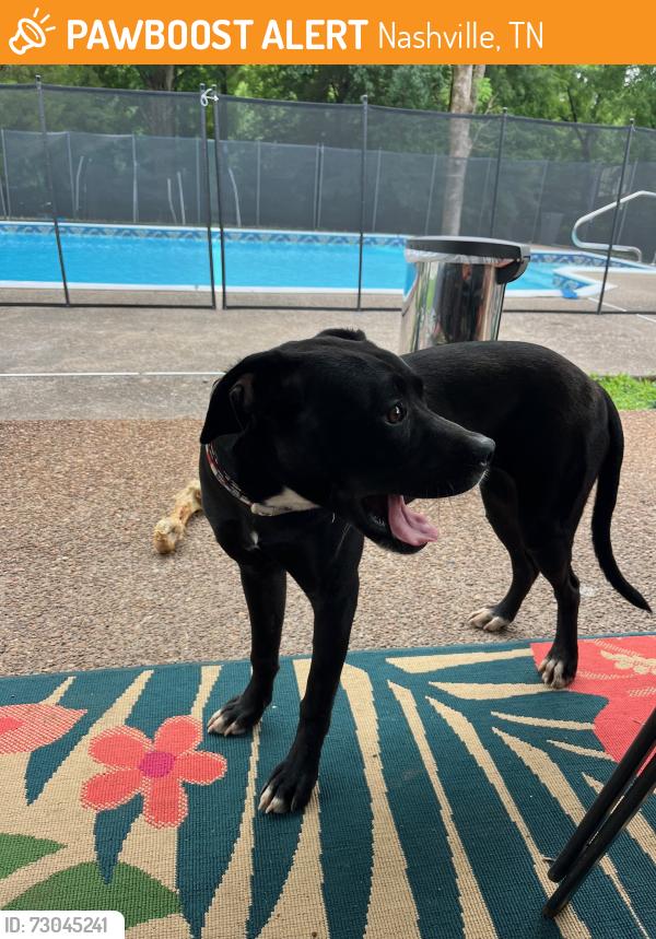 Found/Stray Female Dog last seen McDonald Drive and McDonald Ct, Nashville, TN 37217