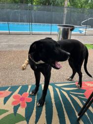 Found/Stray Female Dog last seen McDonald Drive and McDonald Ct, Nashville, TN 37217