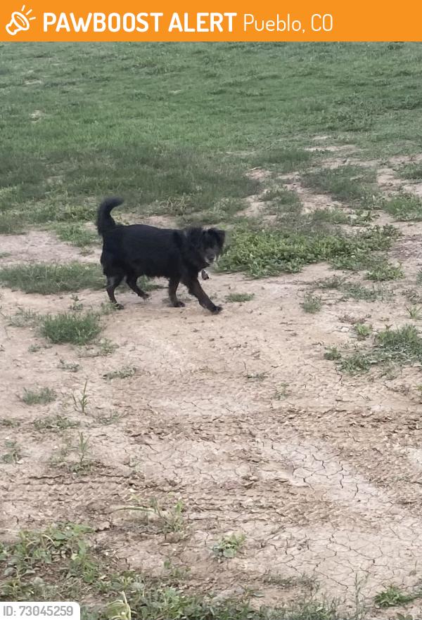 Found/Stray Unknown Dog last seen Mineral Palace Park North, Pueblo, CO 81003