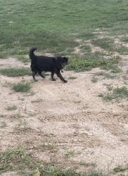 Found/Stray Unknown Dog last seen Mineral Palace Park North, Pueblo, CO 81003