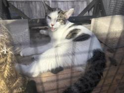 Found/Stray Male Cat last seen Near Jefferson Elementary School, Seguin, TX 78155