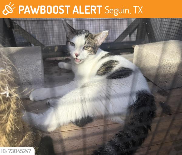 Found/Stray Male Cat last seen Near Jefferson Elementary School, Seguin, TX 78155