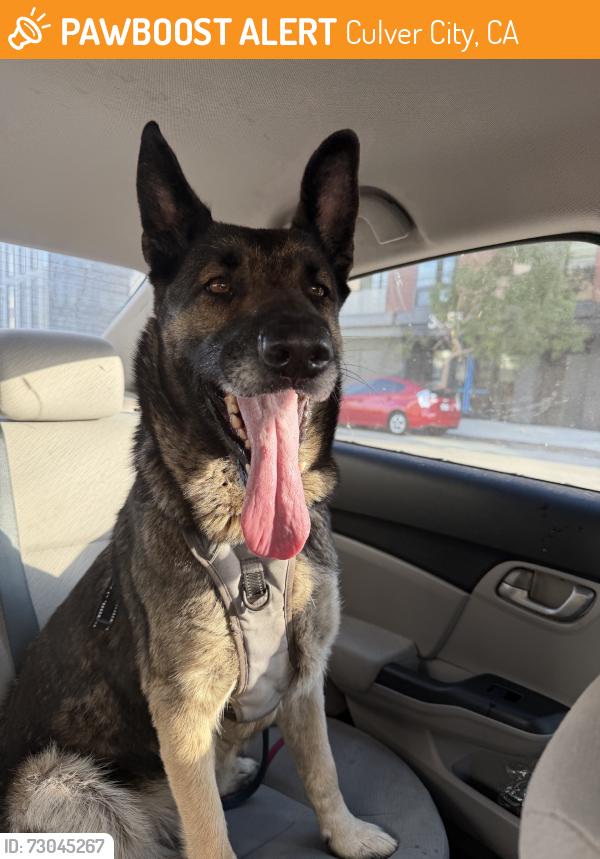 Found/Stray Female Dog last seen Lincoln and farragut, Culver City, CA 90232