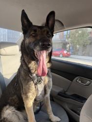 Found/Stray Female Dog last seen Lincoln and farragut, Culver City, CA 90232