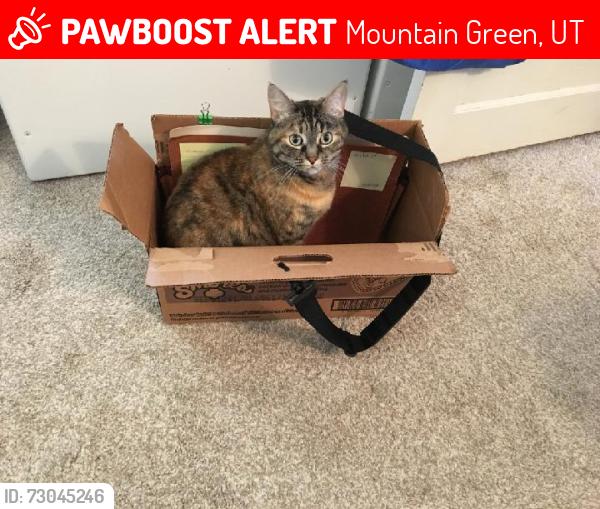 Lost Female Cat last seen Stoddard bridge, Mountain Green, UT 84050