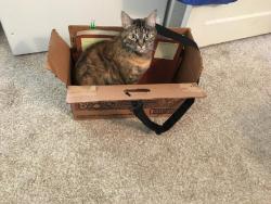 Lost Female Cat last seen Stoddard bridge, Mountain Green, UT 84050