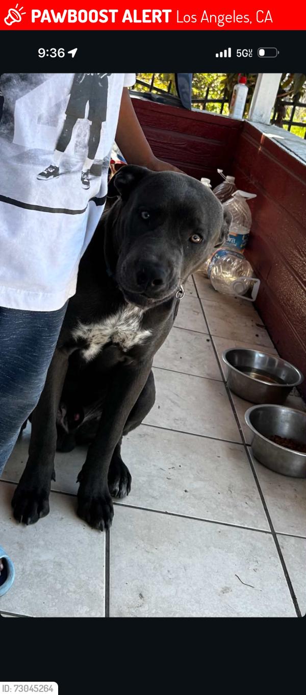 Lost Male Dog last seen Near and Mckinely , Los Angeles, CA 90011