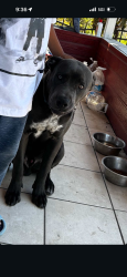 Lost Male Dog last seen Near and Mckinely , Los Angeles, CA 90011