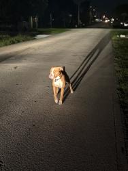 Found/Stray Male Dog last seen 39th and metzger, Fort Pierce, FL 34947