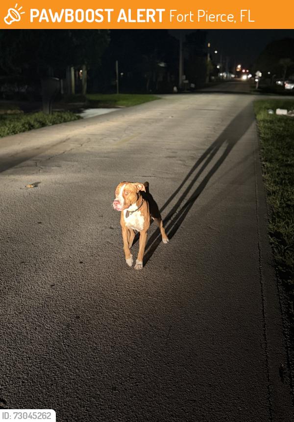Found/Stray Male Dog last seen 39th and metzger, Fort Pierce, FL 34947