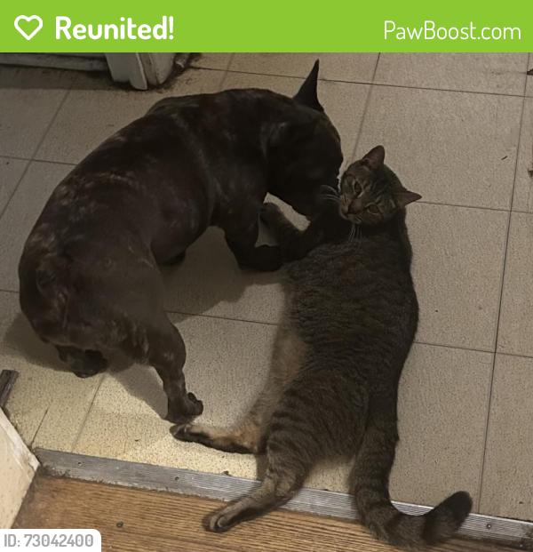 Reunited Male Cat last seen Grisdale and Clarke, Roslyn, PA 19001