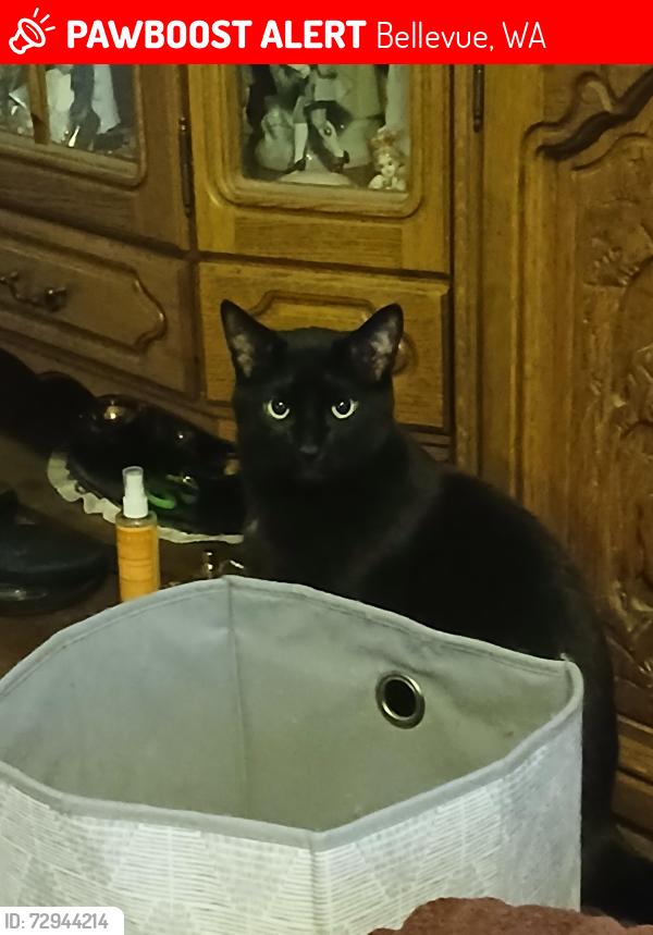 Lost Male Cat last seen T&T Market , Bellevue, WA 98006