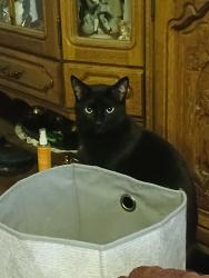Lost Male Cat last seen T&T Market , Bellevue, WA 98006