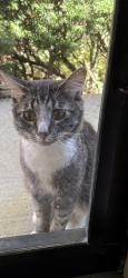 Found/Stray Unknown Cat last seen Spruce pine dr and Snouffer rd, Columbus, OH 43235