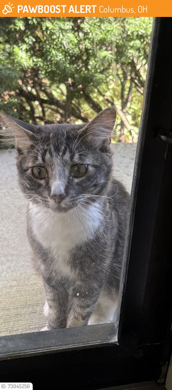 Found/Stray Unknown Cat last seen Spruce pine dr and Snouffer rd, Columbus, OH 43235