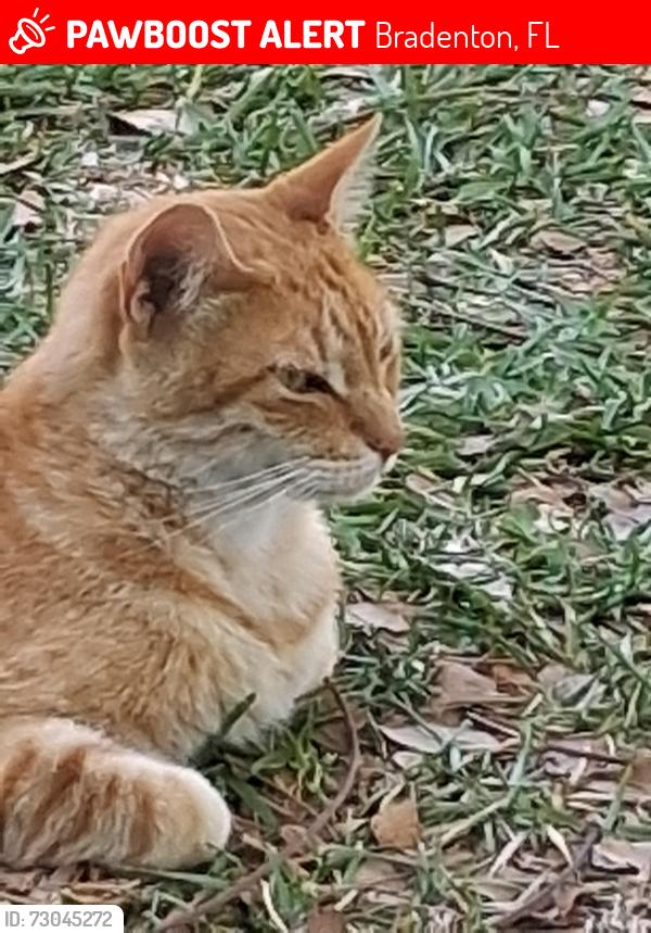 Lost Male Cat last seen 26th st west and 2612 27th Ave drive west, Bradenton, FL 34205