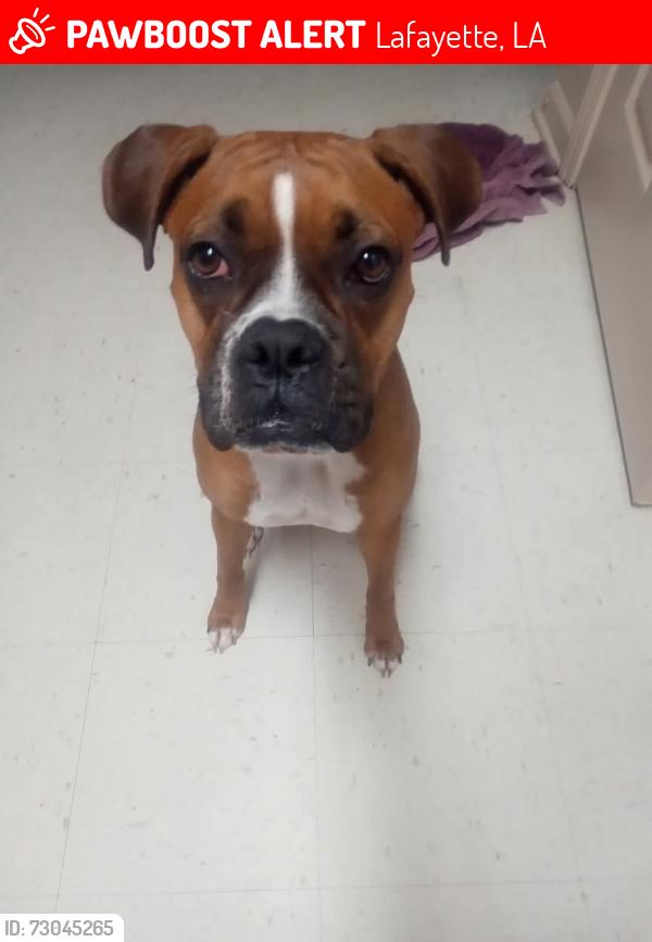 Lost Female Dog last seen Martin Luther King Dr Lafayette LA, Lafayette, LA 70500