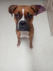 Lost Female Dog last seen Martin Luther King Dr Lafayette LA, Lafayette, LA 70500