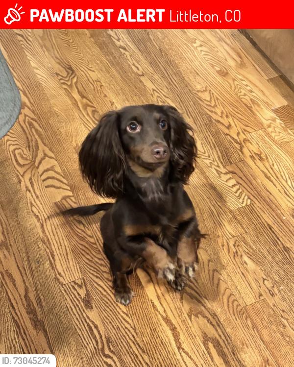 Lost Female Dog last seen Bowles and Lowell, Littleton, CO 80123