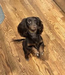 Lost Female Dog last seen Bowles and Lowell, Littleton, CO 80123