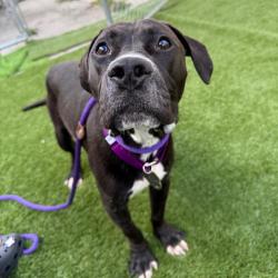 Shelter Stray Male Dog last seen , 3612 11th Ave, Los Angeles, CA 90018, USA