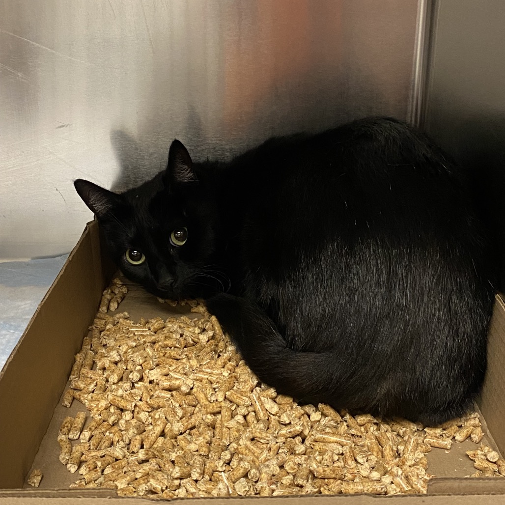 Shelter Stray Male Cat last seen , 6621 Westminster Ave, Garden Grove, CA 92844, USA