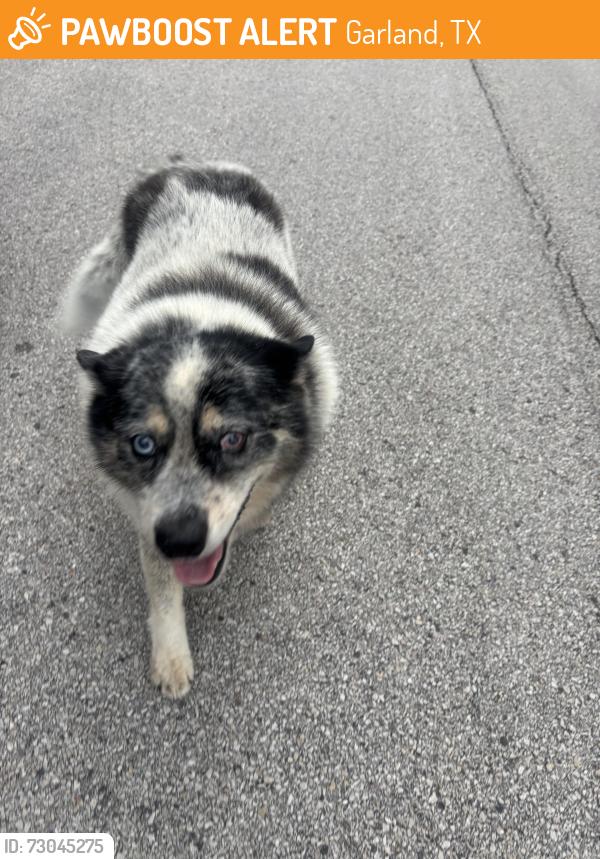 Found/Stray Unknown Dog last seen Texaco , Garland, TX 75043