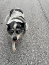 Found/Stray Unknown Dog last seen Texaco , Garland, TX 75043