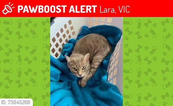 Lost Female Cat last seen Stephenson Street/Duncan Dr, Lara, Lara, VIC 3212