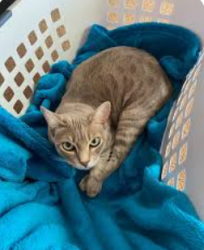 Lost Female Cat last seen Stephenson Street/Duncan Dr, Lara, Lara, VIC 3212