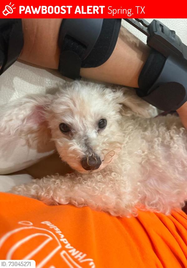 Lost Female Dog last seen Near Louetta Lakes Dr, Spring, TX 77388