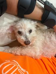 Lost Female Dog last seen Near Louetta Lakes Dr, Spring, TX 77388