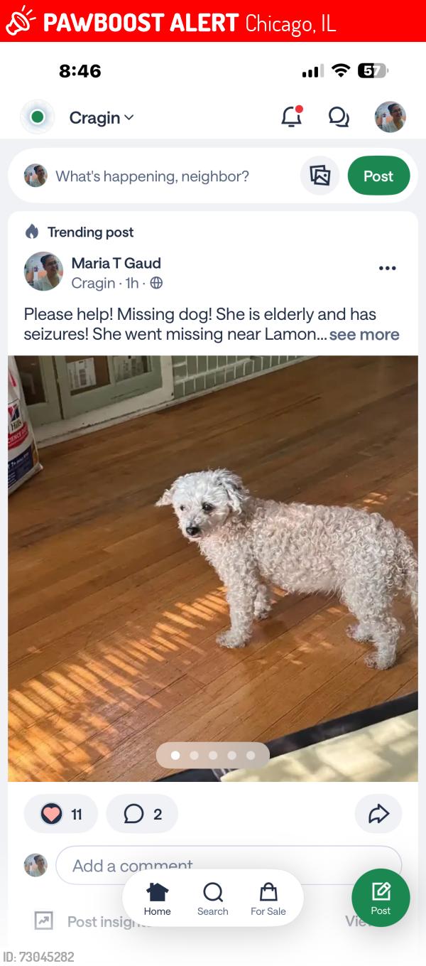 Lost Female Dog last seen Shakespeare and Lamon Ave, Chicago, IL 60639