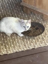 Found/Stray Female Cat last seen Barkers Bend off Yellow Creek, Hall County, GA 30564