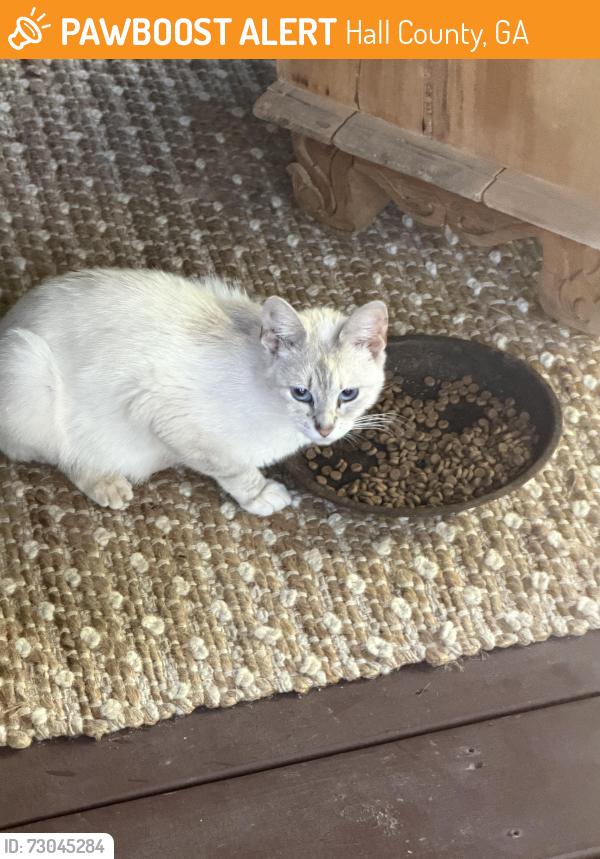 Found/Stray Female Cat last seen Barkers Bend off Yellow Creek, Hall County, GA 30564