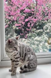 Reunited Male Cat last seen Alcott lane , Marston Green, England 
