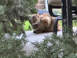 Found/Stray Unknown Cat last seen Bellevue Ave & Glades Ave, Richmond Heights, MO 63117