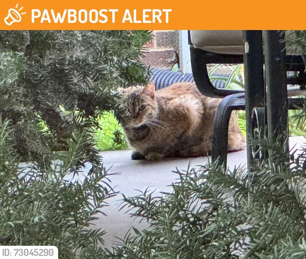 Found/Stray Unknown Cat last seen Bellevue Ave & Glades Ave, Richmond Heights, MO 63117
