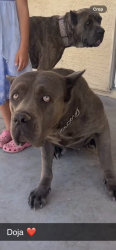 Lost Female Dog last seen 35th Ave & Southern, Phoenix, AZ 85041