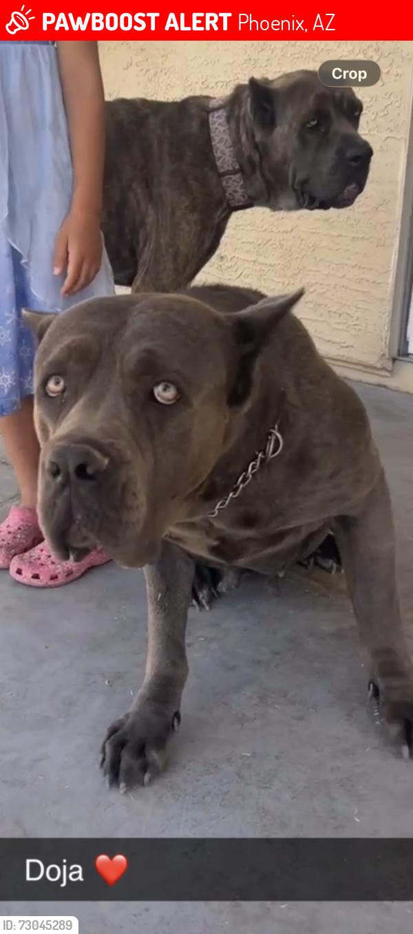 Lost Female Dog last seen 35th Ave & Southern, Phoenix, AZ 85041