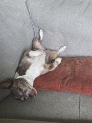 Lost Female Dog last seen Bindford and 2920, Prairie View, TX 77484