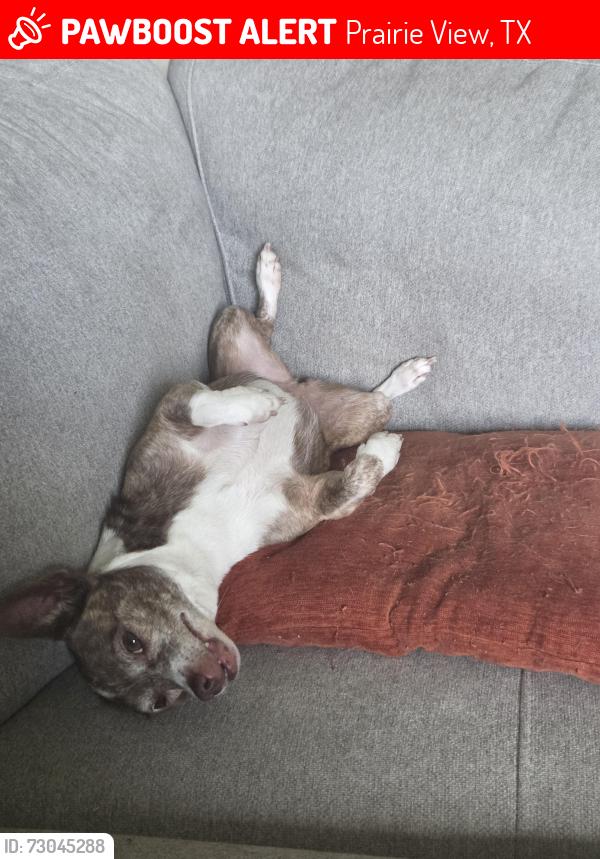 Lost Female Dog last seen Bindford and 2920, Prairie View, TX 77484