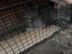 Found/Stray Unknown Cat last seen Rice/ Larpenteur, Saint Paul, MN 55117